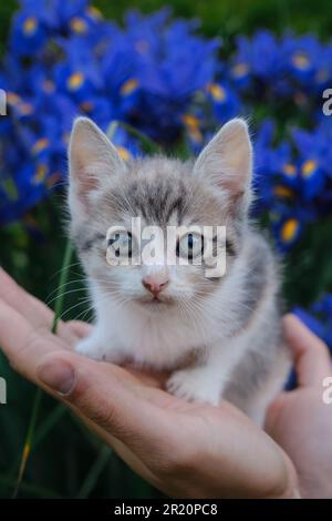 Der Mensch hält das Kätzchen im Garten in Armen vor dem Hintergrund blauer Irisblüten im Frühjahr. Das Konzept der Haustiere und der Umwelt. Wunderschöne junge Tricolor Stockfoto