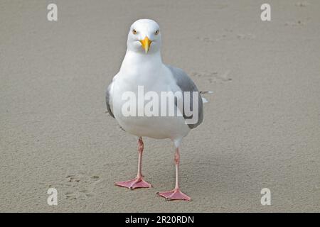 Europäische Heringsmöwe am Strand Stockfoto