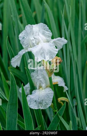 Ein paar weiße Iris, die sich nach dem Regen vollständig geöffnet haben, mit durchsichtigen Blütenblättern und Regentropfen umgeben von anderen Iris, die von der Nahaufnahme im Spätspri umgeben sind Stockfoto