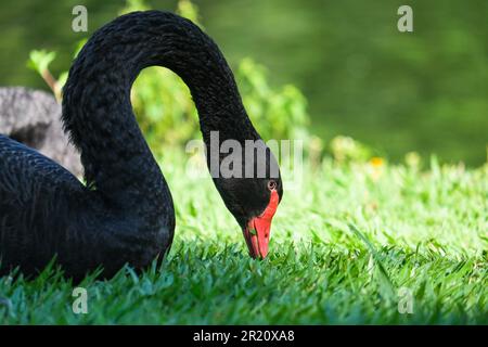 Nahaufnahme schwarzer Schwan mit rotem Schnabel und isoliertem grünen Hintergrund. Stockfoto