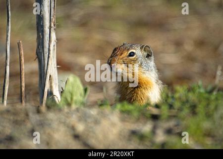 Im Farragut State Park im Norden von Idaho zieht sich ein süßes, kleines kolumbianisches Ground Eichhörnchen aus einem Loch in den Boden. Stockfoto