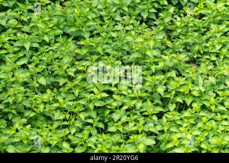 Unkultivierte Brennnessel auf einer üppig grünen Wiese, selektiver Fokus Stockfoto