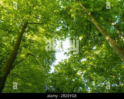 Blick auf Bäume und Sonnenlicht, Balmore Walk, Caversham, Reading, Berkshire, England, Großbritannien, GB. Stockfoto