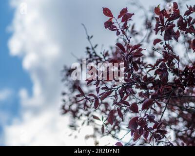 Wolken und Bäume schauen nach oben, Landschaft, Balmore Walk, Caversham, Reading, Berkshire, England, Großbritannien, GB. Stockfoto