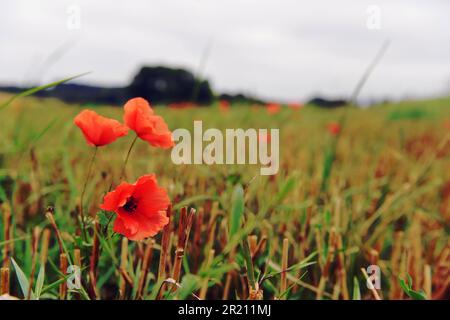 Foto von Mohn, der auf Feldern in der Somme wächst, einem französischen Departement, das sich im Norden des Landes befindet und nach der Somme benannt ist. Es ist Teil der französischen Region Nord-Pas-de-Calais-Picardie. Diese Mohnblume ist seit dem Ersten Weltkrieg als Symbol toter Soldaten bekannt. Stockfoto