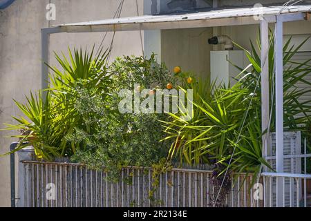 Balkon voller mediterraner Topfpflanzen wie Palmen, Orangenbäume und Olivenbäume, kleine Gartenanlagen in Thessaloniki, Griechenland, ausgewählter Fokus Stockfoto