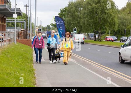 Warrington, Cheshire, England, Großbritannien - 16. Mai 2023 - Karin Nape wurde während ihres 1000 km langen Spaziergangs von John O'Groats nach Lands End zur Rentnerin. Die Reise war, genug Geld für Blindenführhunde zu sammeln. Karin hat bereits 25 Blindenhunde aufgezogen und wurde während der Wanderung als riesiger Labrador gekleidet. Sie erholt sich von zwei gebrochenen Handgelenken und einer großen Operation. Ihr Enkel ist sehbehindert und braucht einen Blindenhund. Karin erhielt 2019 die British Empire Medal (BEM) für Spähdienste. Kredit: John Hopkins/Alamy Live News Stockfoto