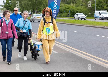 Warrington, Cheshire, England, Großbritannien - 16. Mai 2023 - Karin Nape wurde während ihres 1000 km langen Spaziergangs von John O'Groats nach Lands End zur Rentnerin. Die Reise war, genug Geld für Blindenführhunde zu sammeln. Karin hat bereits 25 Blindenhunde aufgezogen und wurde während der Wanderung als riesiger Labrador gekleidet. Sie erholt sich von zwei gebrochenen Handgelenken und einer großen Operation. Ihr Enkel ist sehbehindert und braucht einen Blindenhund. Karin erhielt 2019 die British Empire Medal (BEM) für Spähdienste. Kredit: John Hopkins/Alamy Live News Stockfoto