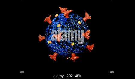 Ein Modell des SARS-CoV-2-Coronavirus, das die COVID-19-Krankheit verursacht. SARS-CoV-2 ist ein Virus der Spezies Severe Acute Respiratory Syndrome-related Coronavirus (SARSr-CoV). Es wird vermutet, dass es zoonotische Ursprünge hat und eine enge genetische Ähnlichkeit mit Fledermaus-Coronaviren hat, was darauf hindeutet, dass es aus einem Fledermaus-Virus hervorgegangen ist. 2022. Stockfoto