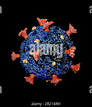 Ein Modell des SARS-CoV-2-Coronavirus, das die COVID-19-Krankheit verursacht. SARS-CoV-2 ist ein Virus der Spezies Severe Acute Respiratory Syndrome-related Coronavirus (SARSr-CoV). Es wird vermutet, dass es zoonotische Ursprünge hat und eine enge genetische Ähnlichkeit mit Fledermaus-Coronaviren hat, was darauf hindeutet, dass es aus einem Fledermaus-Virus hervorgegangen ist. 2022. Stockfoto