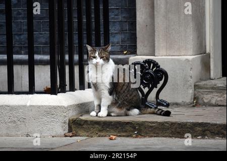 Larry, die Katze der Downing Street, vor der Downing Street Nr. 10, inmitten der COVID-19-Coronavirus-Pandemie. Stockfoto