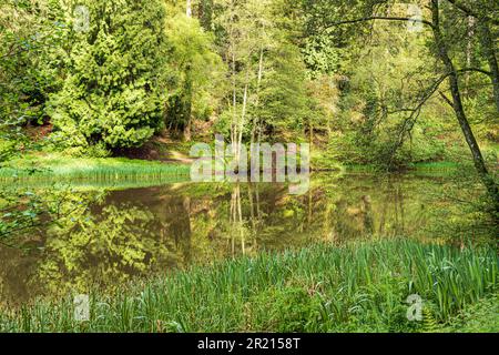 Morgenlicht in Soudley Ponds, Lower Soudley im Forest of Dean, Gloucestershire, England, Großbritannien Stockfoto