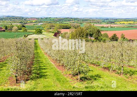 Ein moderner, blühender Apfelgarten in der Nähe von Castle Frome im Frome Valley, Herefordshire, England Stockfoto