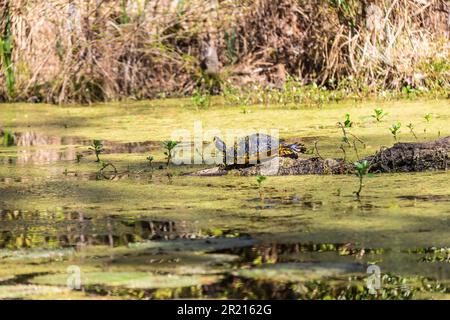 Eine Gelbe Belly Slider Turtle sonnt sich auf einem Baumstamm in einem Sümpf von South Carolina mit Pflanzen, die bei Tageslicht aus dem Wasser schnuppern. Stockfoto