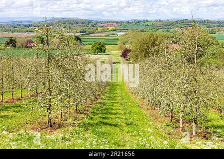 Ein moderner, blühender Apfelgarten in der Nähe von Castle Frome im Frome Valley, Herefordshire, England Stockfoto