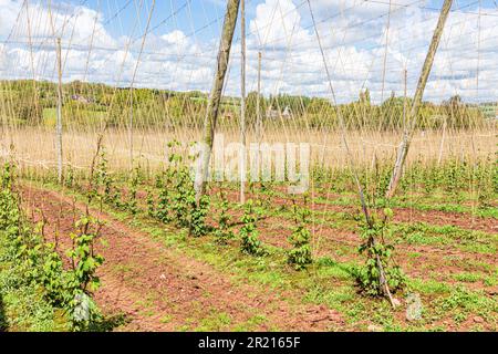 Hopfen (Humulus lupulus), der in einem Hopfengarten oder Hopfenhof in der Nähe von Acton Beauchamp im Frome Valley, Herefordshire, England, angebaut wird Stockfoto