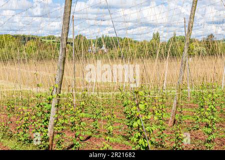 Hopfen (Humulus lupulus), der in einem Hopfengarten oder Hopfenhof in der Nähe von Acton Beauchamp im Frome Valley, Herefordshire, England, angebaut wird Stockfoto