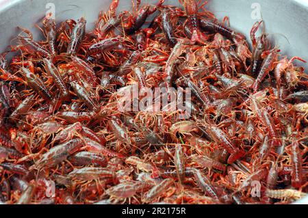 Flusskrebse zum Verkauf an einem Marktstand in Kaiyuan, Yunnan, China Stockfoto