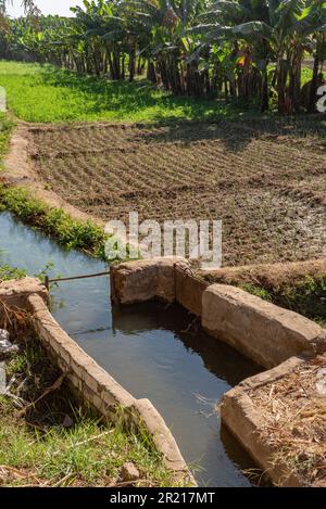 Landwirtschaftliche Bewässerungskanäle und Kanäle, die Wasser aus dem Nil zur Versorgung von Pflanzen und wasserintensiven Kulturen wie Bananen auf einem Bauernhof in Oberägypten bringen. Stockfoto