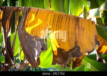 Die gelben toten Blätter einer Bananenpflanze, wasserintensive Pflanzen, die auf Plantagen entlang des Nils in Ägypten wachsen, leiden unter dem Klimawandel und Wasserknappheit. Stockfoto