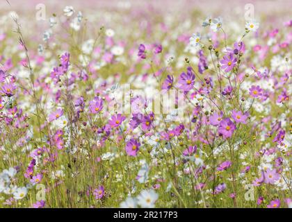 Ein großes Feld weißer und rosafarbener Cosmos Wildblumen, die im Sonnenschein blühen Stockfoto