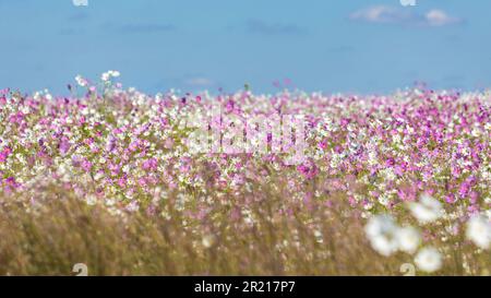 Ein großes Feld mit vielen weißen und pinkfarbenen Cosmos-Blumen, die im Sonnenschein mit blauem Himmel blühen Stockfoto