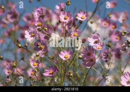 Weißer und rosafarbener Cosmos-Blumenstrauch, der im Sonnenlicht mit stimmungsvollen Farben blüht Stockfoto