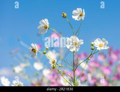Weiße Cosmos Blumen blühen im Sonnenschein mit blauem Himmelshintergrund Stockfoto
