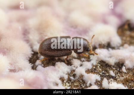 Schimmelpilzkäfer (CIS sp.) Stockfoto