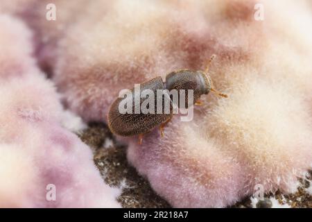 Schimmelpilzkäfer (CIS sp.) Stockfoto