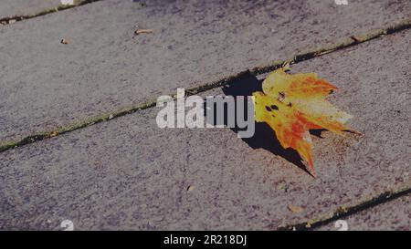 Vorlage für grafische Ressourcenankündigungen für Gruppensammlungen von einfarbigen Blättern im Herbst Stockfoto