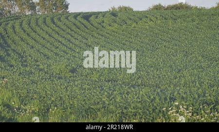 Vorlage für Ankündigungen grafischer Ressourcen für Gruppendienste Landwirtschaftsfeld in Sommerblüte Stockfoto