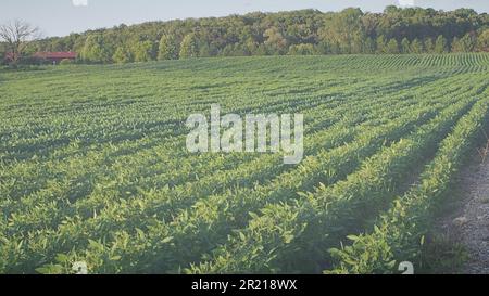 Vorlage für Ankündigungen grafischer Ressourcen für Gruppendienste Landwirtschaftsfeld in Sommerblüte Stockfoto