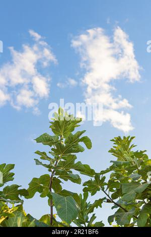 Baumzweige genannt Feigenbaum mit seinen großen Blättern. Der Hintergrund ist ein blauer Himmel mit weißen Wolken. Stockfoto