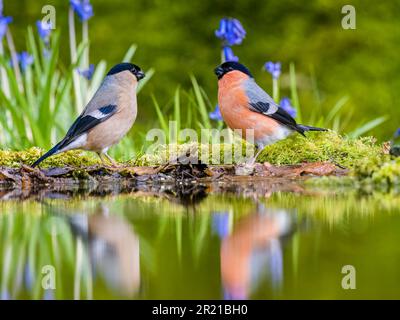 Ein männlicher und weiblicher Bullfink, der in der Frühlingssonne in Mid Wales zusammen forscht. Stockfoto