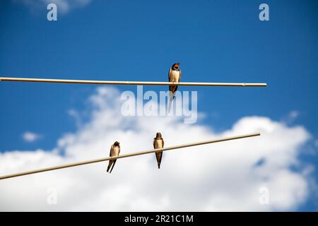 Drei Scheunen-Schwalben (rustica hirundo) hoch oben auf einer alten rostigen tv-Antenne vor einem blauen und bewölkten Himmel in Spanien Stockfoto