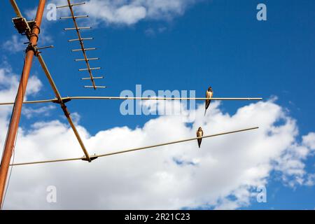 Zwei Scheunen-Schwalben (rustica hirundo) hoch oben auf einer alten rostigen tv-Antenne vor einem blauen und bewölkten Himmel in Spanien Stockfoto
