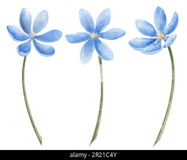 Set mit blauen Blumen. Handgezeichnete Aquarelldarstellungen von Waldpflanzen, Leberwürmern auf weißem isoliertem Hintergrund. Botanische Darstellung der Hepatica. Blumenskizze für Grußkarten oder Hochzeitseinladungen Stockfoto