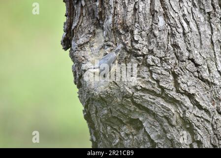 Eurasian Nuthatch (Sitta europaea) verlässt Tree Trunk Nest Hole im linken Profil mit Insekten im Schnabel, aufgenommen in Mid-Wales, Großbritannien im späten Frühling Stockfoto