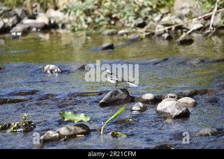 Im Frühling auf einem Stein auf einem Fluss in Mid-Wales, Großbritannien, im linken Profil mit dem Kopf in die Kamera gedreht Stockfoto