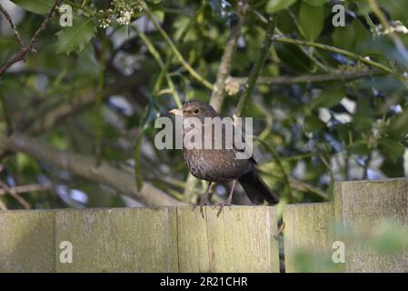Weiblicher gemeiner Schwarzvogel (Turdus merula) hoch oben auf einem Zaun in der Sonne, mittlerer Vordergrund von Image, aufgenommen in Wales, Großbritannien im Mai Stockfoto