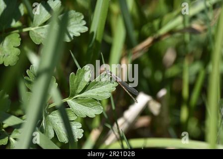 Große rote Damselfly-Frau (Pyrrhosoma Nymphula) mit sichtbarem Kopf und linkem Profil, hoch oben auf einem grünen Blatt in der Sonne mit geschlossenen Flügeln, GB Stockfoto