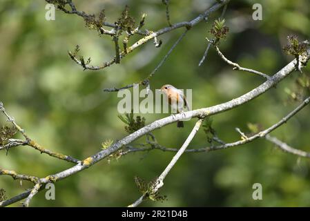 Europäischer Robin (Erithacus rubecula), hoch oben auf einem horizontalen Baumzweig in der Sonne, mit Blick in die untere linke Ecke des Bildes, aufgenommen in Großbritannien Stockfoto