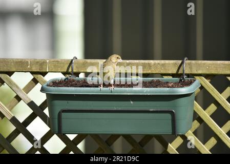 Weiblicher Europäischer Greenfinch (Carduelis chloris), hoch oben an der Vorderkante einer hängenden Trog, mit Blick auf die Kamera, mit dem Kopf nach rechts gedreht, aufgenommen in Großbritannien Stockfoto