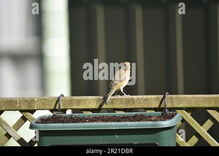 Weiblicher europäischer Greenfinch (Carduelis chloris), hoch oben auf einem Trellis-Zaun in der Sonne, vor der Kamera, aufgenommen in einem Garten in Mid-Wales, Großbritannien im Mai Stockfoto