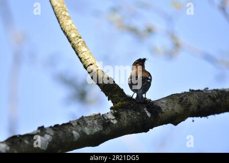 Dezente Rückansicht eines männlichen Gemeinen Chaffinch (Fringilla Coelebs), der auf einem Zweig gegen einen hellblauen Himmel mit Insekten in teilweise offenem Schnabel, Großbritannien, sitzt Stockfoto
