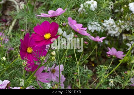 Im Frühling und Sommer blühen lebendige violette und pinkfarbene Kosmosblumen Stockfoto