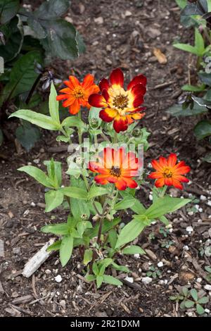 Im Frühling und Sommer blüht die blühende Helenium-Blütenpflanze in leuchtend orangefarbenem Licht Stockfoto