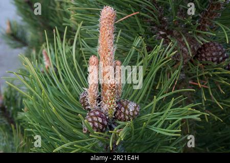 Schottische Kiefer, Nadeln, Zapfen und Knospen Stockfoto