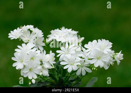 Blüte Lewisia cotyledon, weiße Blüten mit Knospen, geschlossen. Steinpflanze. Unscharfer natürlicher grüner Hintergrund. Ziergarten Trencin, Slowakei Stockfoto